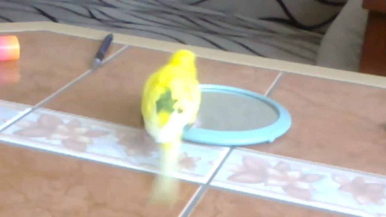 Takla atan muhabbet kuşu oyunface.gen.tr oyun oyna