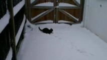 Gato se depara com a neve pela primeira vez no Reino Unido