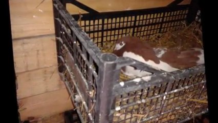 SÜS Güvercinleri - 81