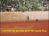 rentrée de petites pelottes jaune fluo