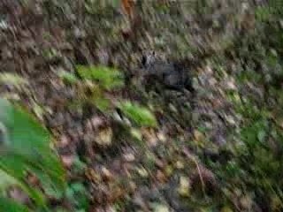 bull terrier bringé blanc