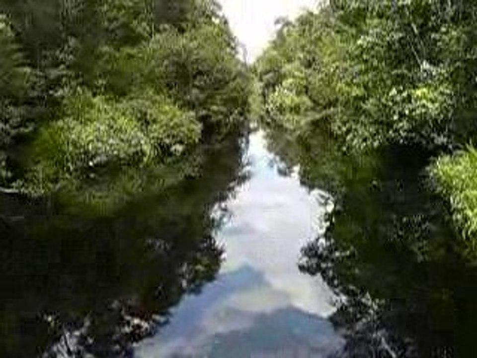 borneo-riviere-jungle