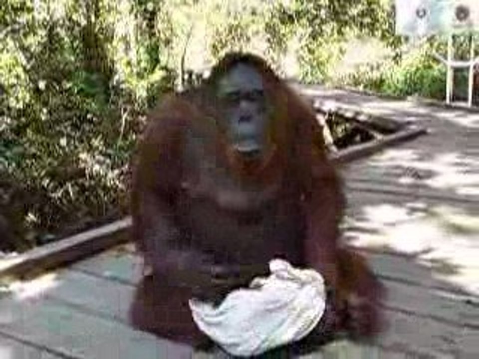 borneo-orang-outan