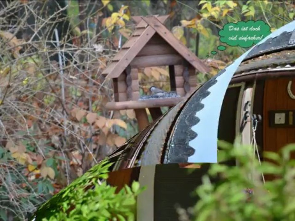 Vögel - Meisen - Paridae - Titmice/ Chickadees