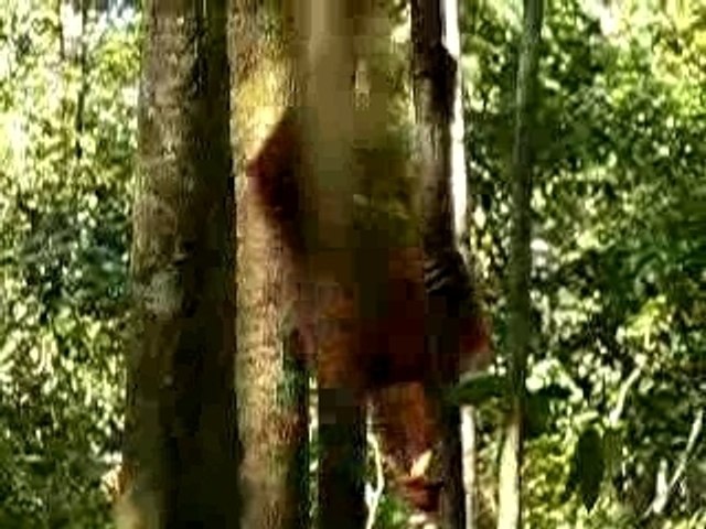 borneo-orang-outan