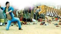 Ajay Devgn Fight's With Real Tiger In Himmatwala !