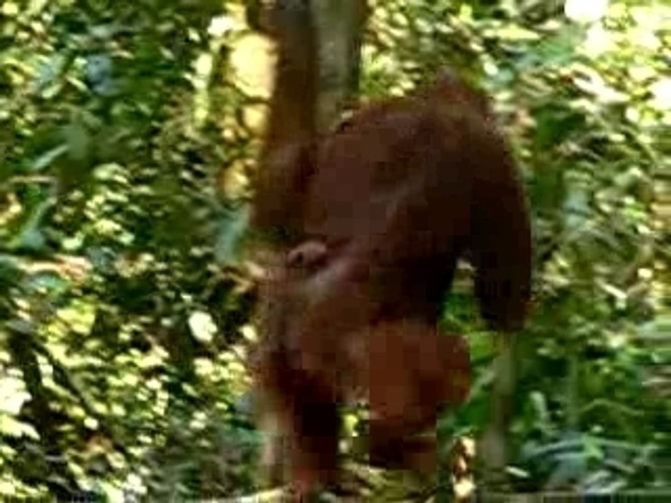 borneo-orang-outan