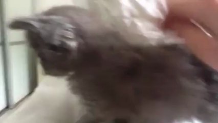 Palme d'Or du 1er Grand Ronron