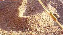 Chenille de plage