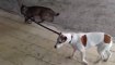 Un chat promène un chien en laisse