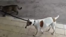 Кот выгуливает собаку
