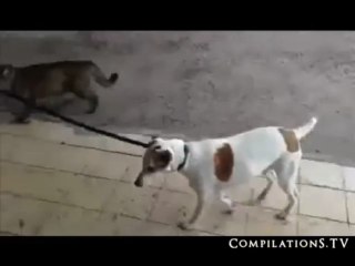 Кот выгуливает собаку