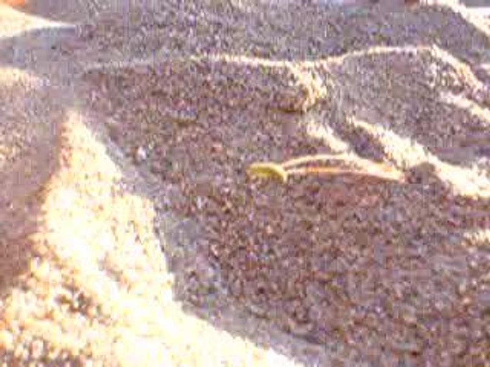 Chenille de sable