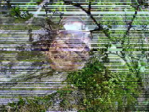 allahdiyen köyü doğa yürüyüş paparkuru 8 km-24.03.2013