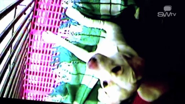 Dierenartsenpraktijk | Dierenzorg | Animalis |Zottegem, België | By Sw tv