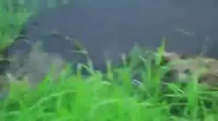 Un photographe à deux doigts de se faire croquer par un crocodile