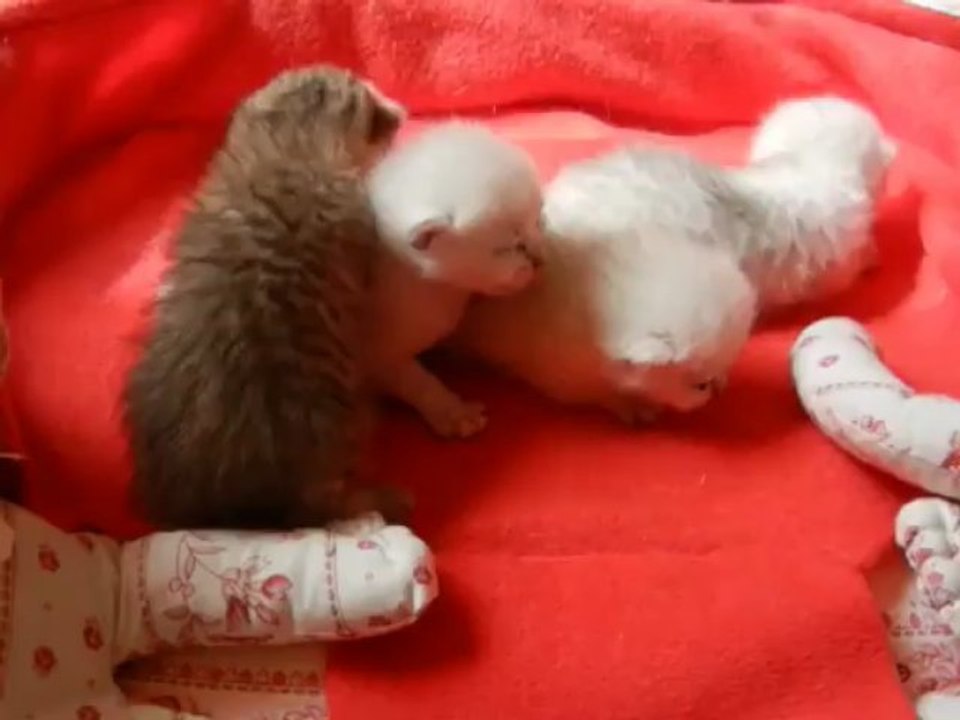 Les BB de Heidi