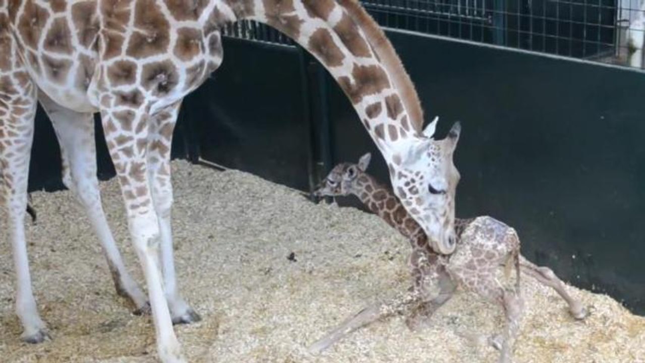 Rare Baby Giraffe Born at Conservation Center