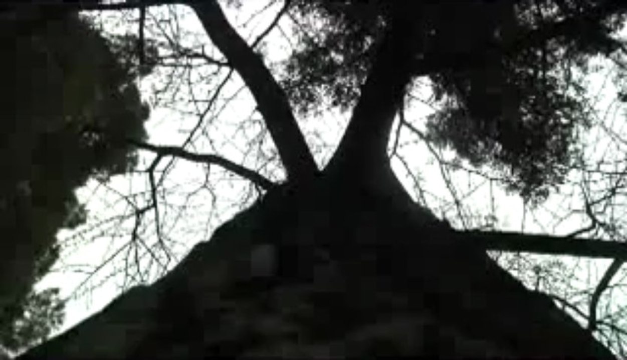 El árbol que sobrevivió a Hiroshima y Nagashaki