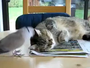 Zen Chattitude.♥ ~ღ Déclaration d'Amour d'une tourterelle♥ ~ღ