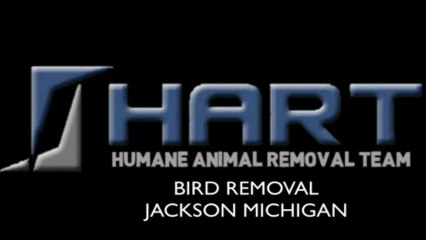 Bird Removal Jackson Michigan