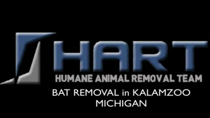 Bat Removal Kalamazoo