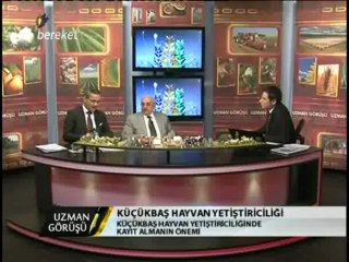 Koyun Keçi Yetiştiricilerinin Önemi 1-Bereket Tv