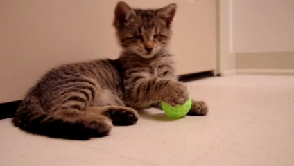 Un chaton aveugle touche un jouet pour la première fois