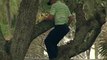 Un golfeur tire une balle depuis un arbre