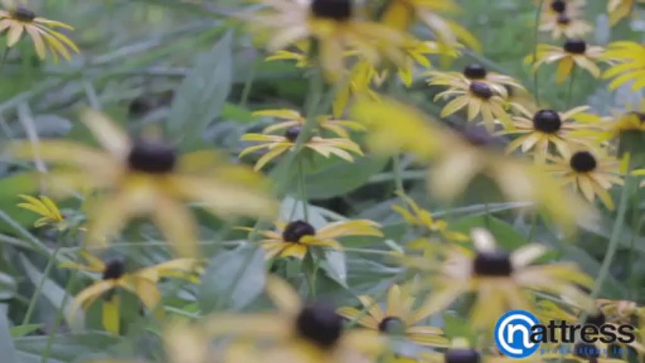 DSLR Color Correction for FCP, Motion and AE