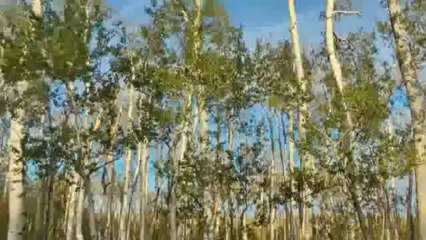 eQ Video: Taking the Guilt out of Paper