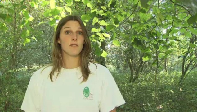 Les chauves-souris dans le Vexin français