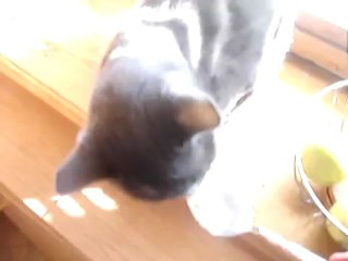 Cat says NOM NOM NOM while eating sour cream