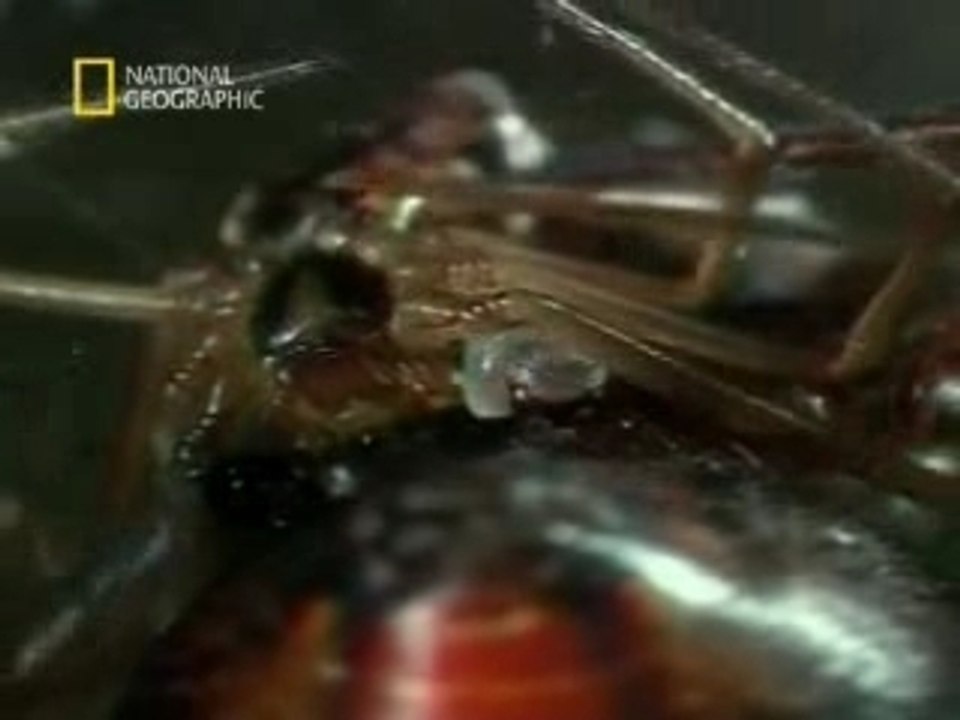 le baiser de la veuve noire