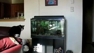 Cat vs aquarium