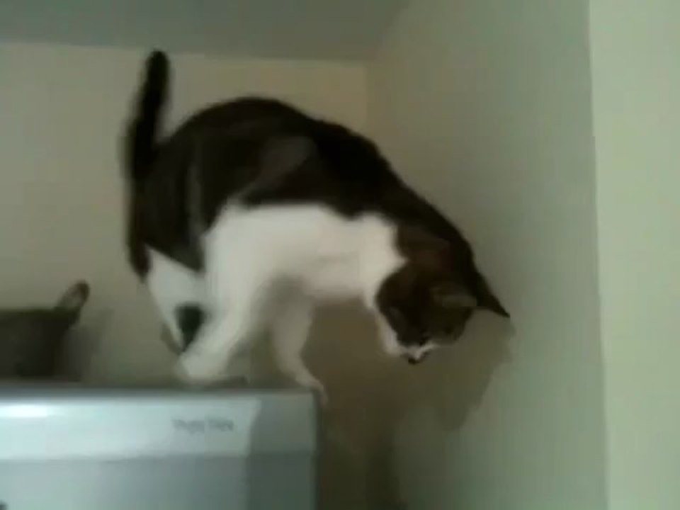 Cat walking down fridge (original)