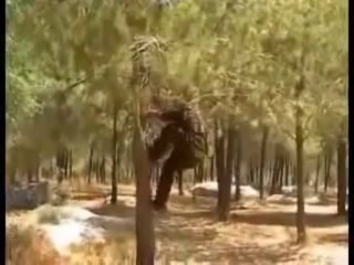Adiestramiento De Perros De Utilidad Operativa