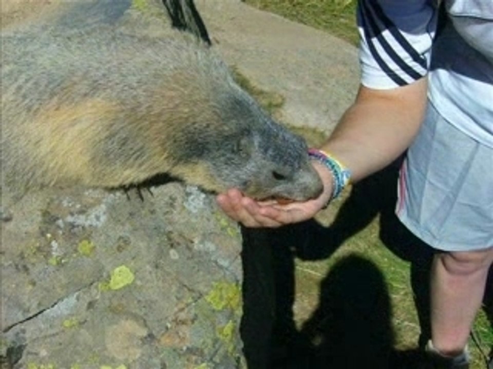 Les marmottes