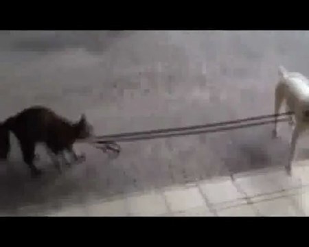 kedı-kopegın-tasması-dunya