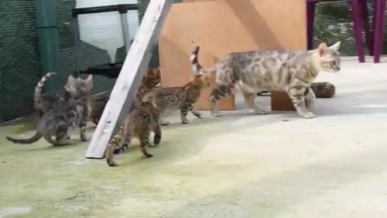 Magic Bengal - litter Fame & Pearl 2 months (2)