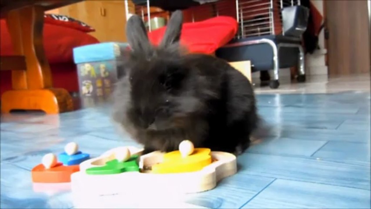 Dressage de mon lapinou Bill 3 mois et demi et jeux