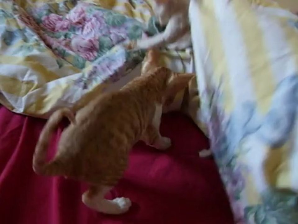 chatons ERA, 5 semaines....