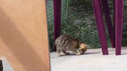 Magic Bengal - litter Fame & Pearl 2 months (5)