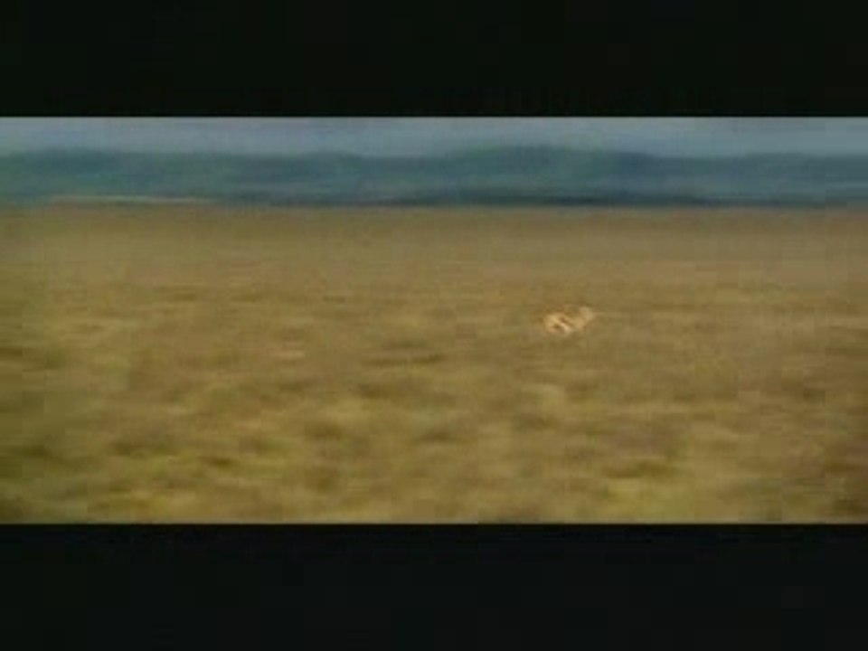 Antilope_stupide