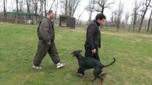 Garde au ferme chute face défense jambière magmar von der burgstatte 2ans 1 mois et 15 jours