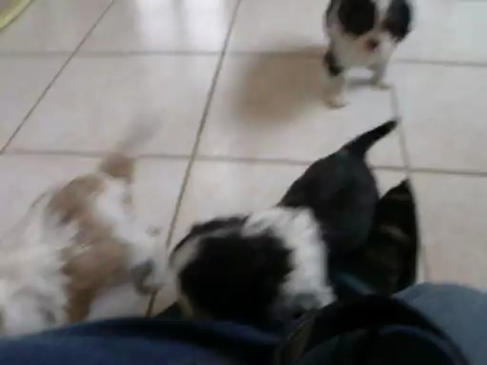 chiots cavaliers king charles 5 semaines