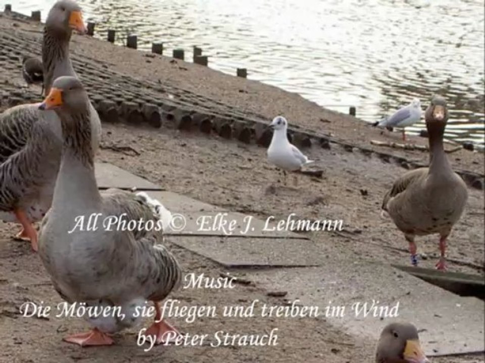 Vögel - Möwen - Laridae - Seagulls