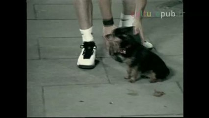 Basketball bad boy shoots puppy in dustbin