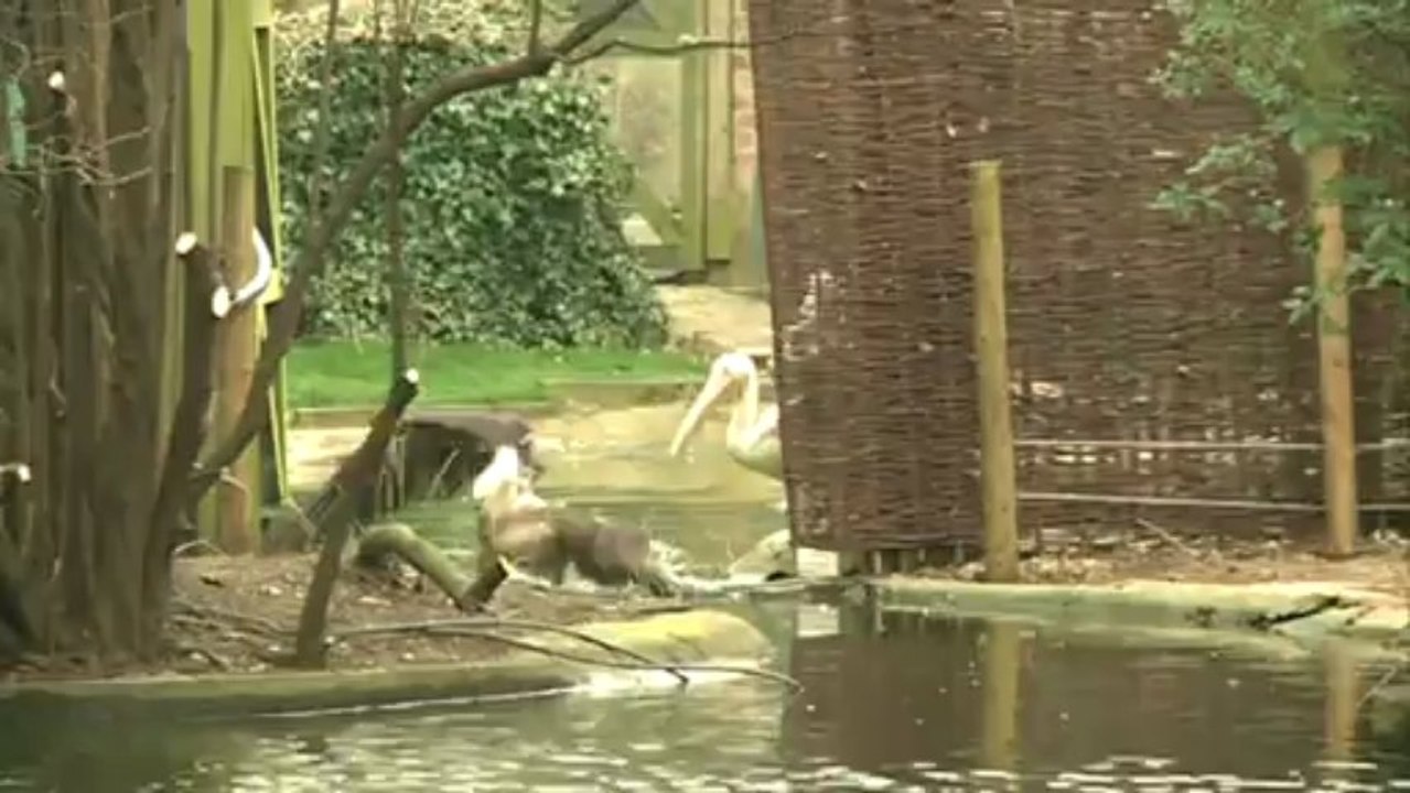 Young pelicans join St James' Park flock