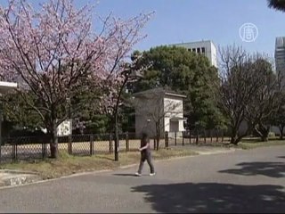 Япония,сакура поторопилась цвести